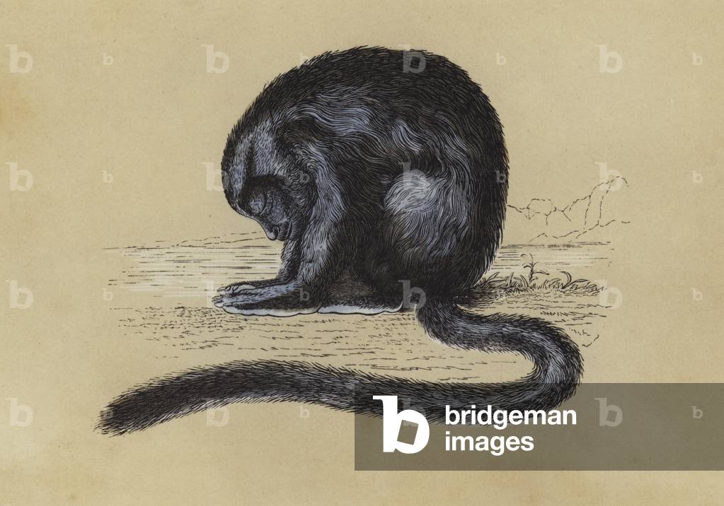 Douroucouli (couleur litho) par English School