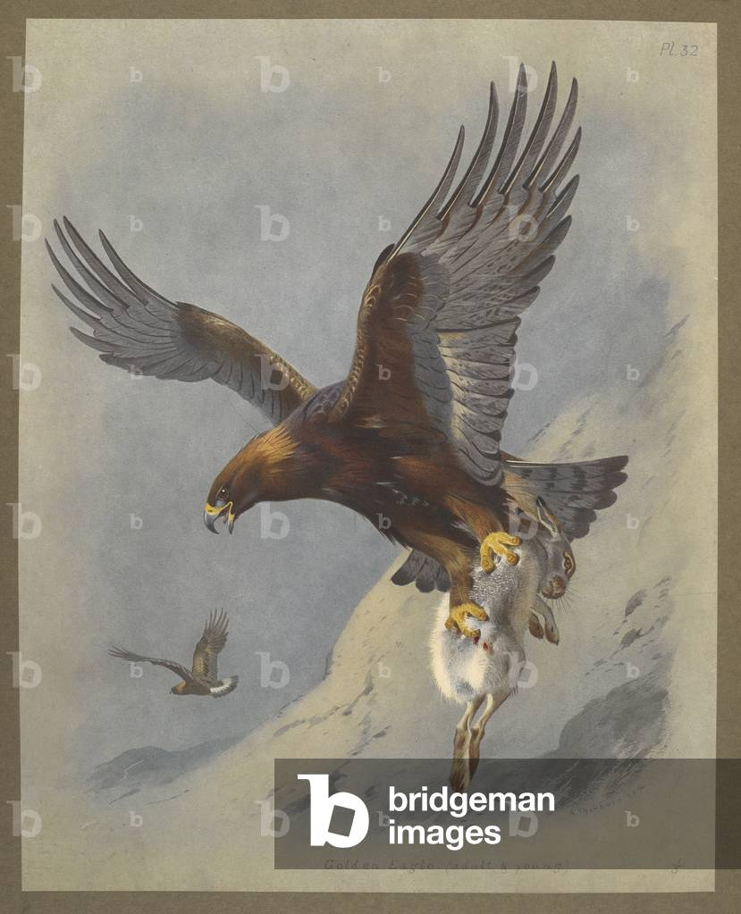 Golden Eagle. (Adulte et jeune.) Un aigle emportant