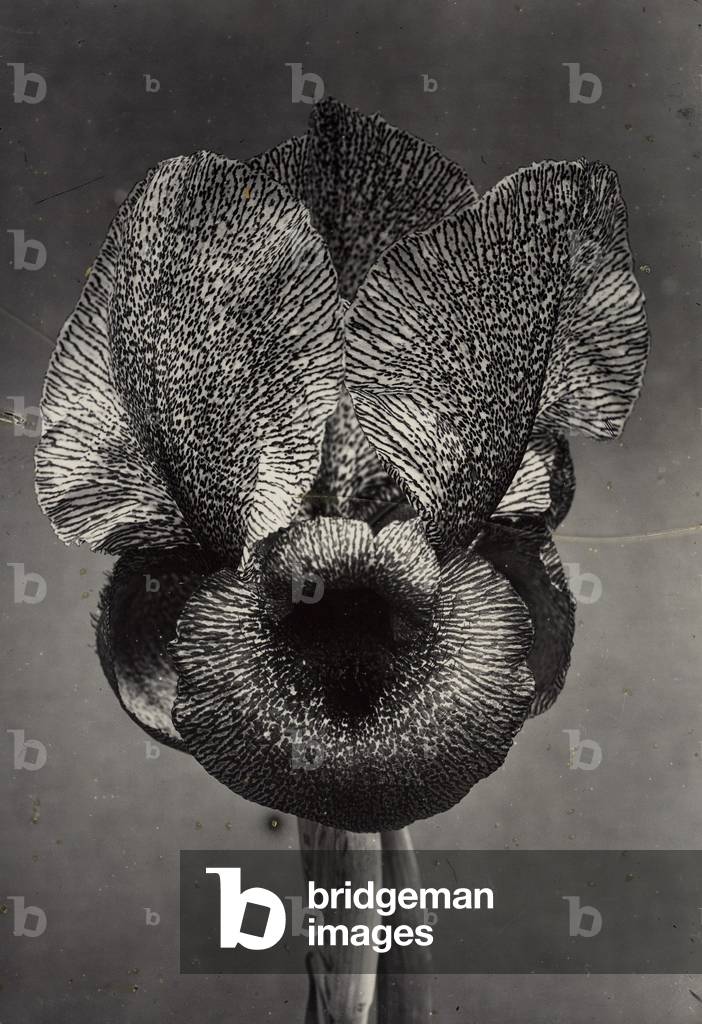 c. 1895-1910 (goldfarbener Silbergelatineabzug)