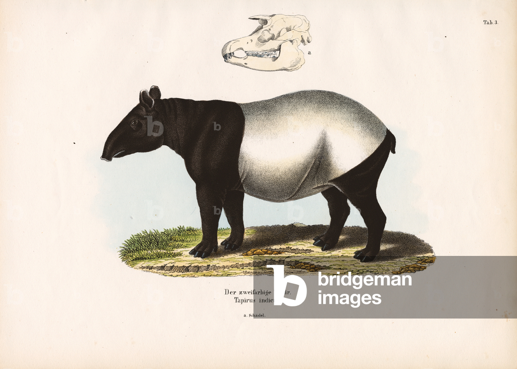 Tapiro della Malesia, 1848 (litografia)
