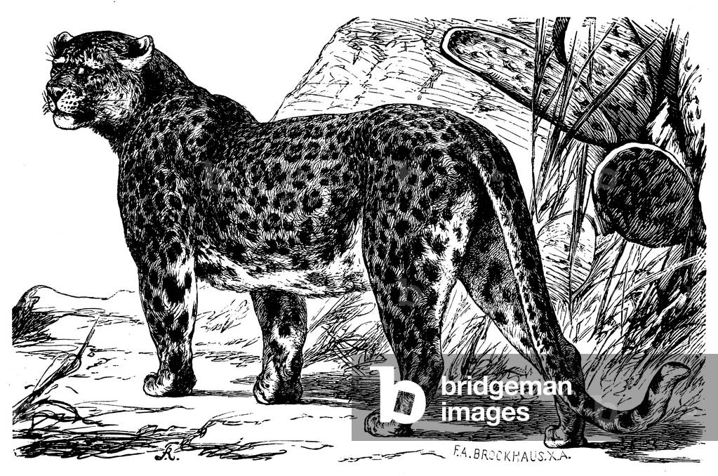 Leopard