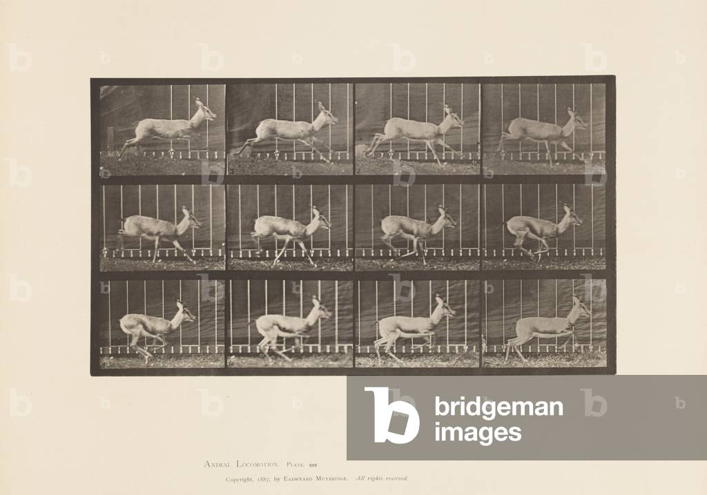 Immagine di Fotografia "Targa 698. Antelope; Galoppo" 1885 di Eadweard Muybridge, b/w