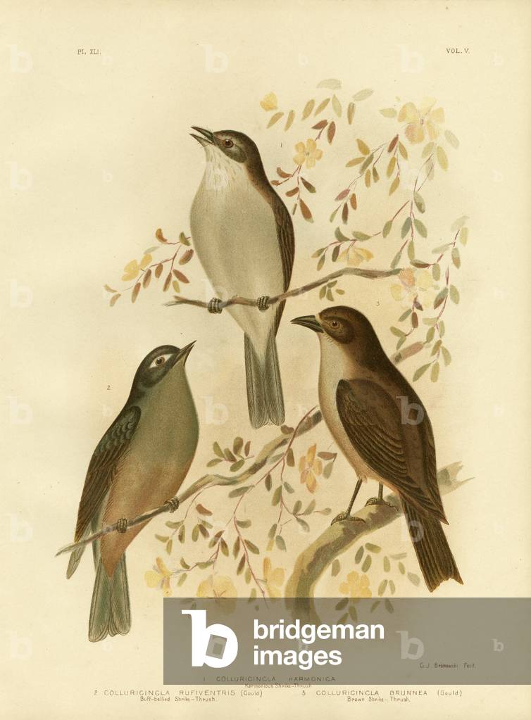 "Armonioso Shrike-Tordo O Grigio Shrike-Tordo", 1891 di Gracius Broinowski, b/w