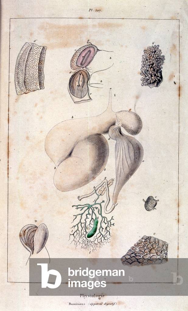 Illustrazione anatomica di F. E. Guérin. Da Dictionnaire pittoresque d'histoire naturelle et des phénomènes de
