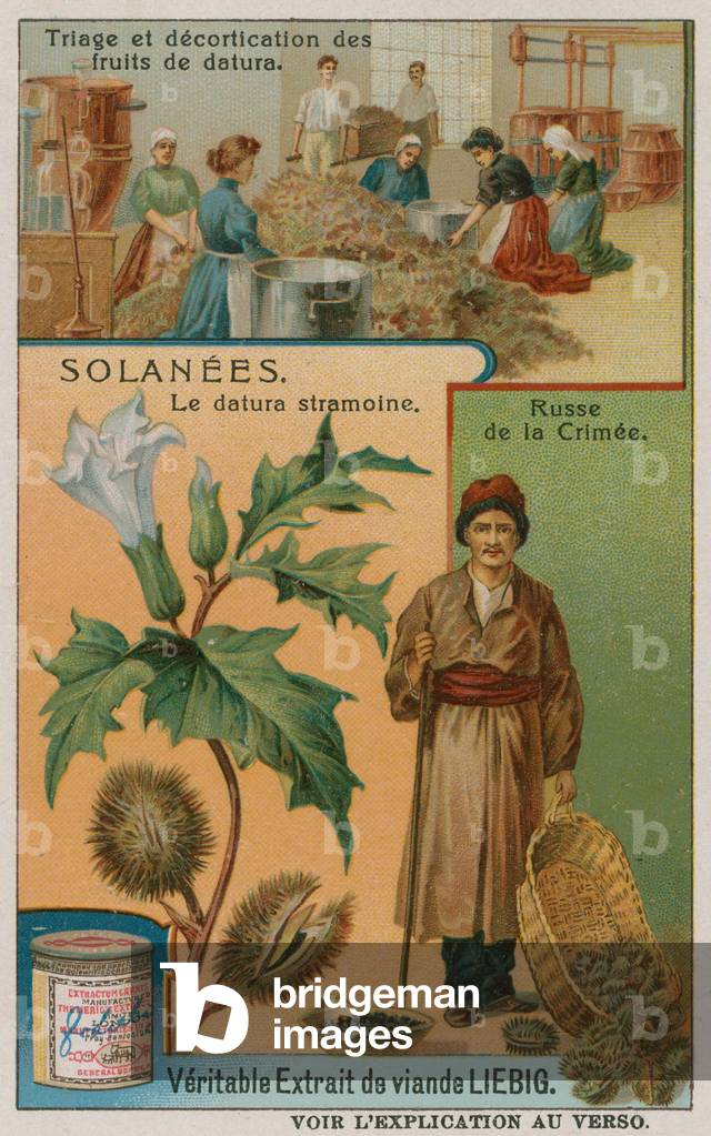 "Datura (Chromolitho)" von European School