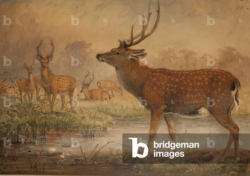 Cervo Manciuriano (senza carta)