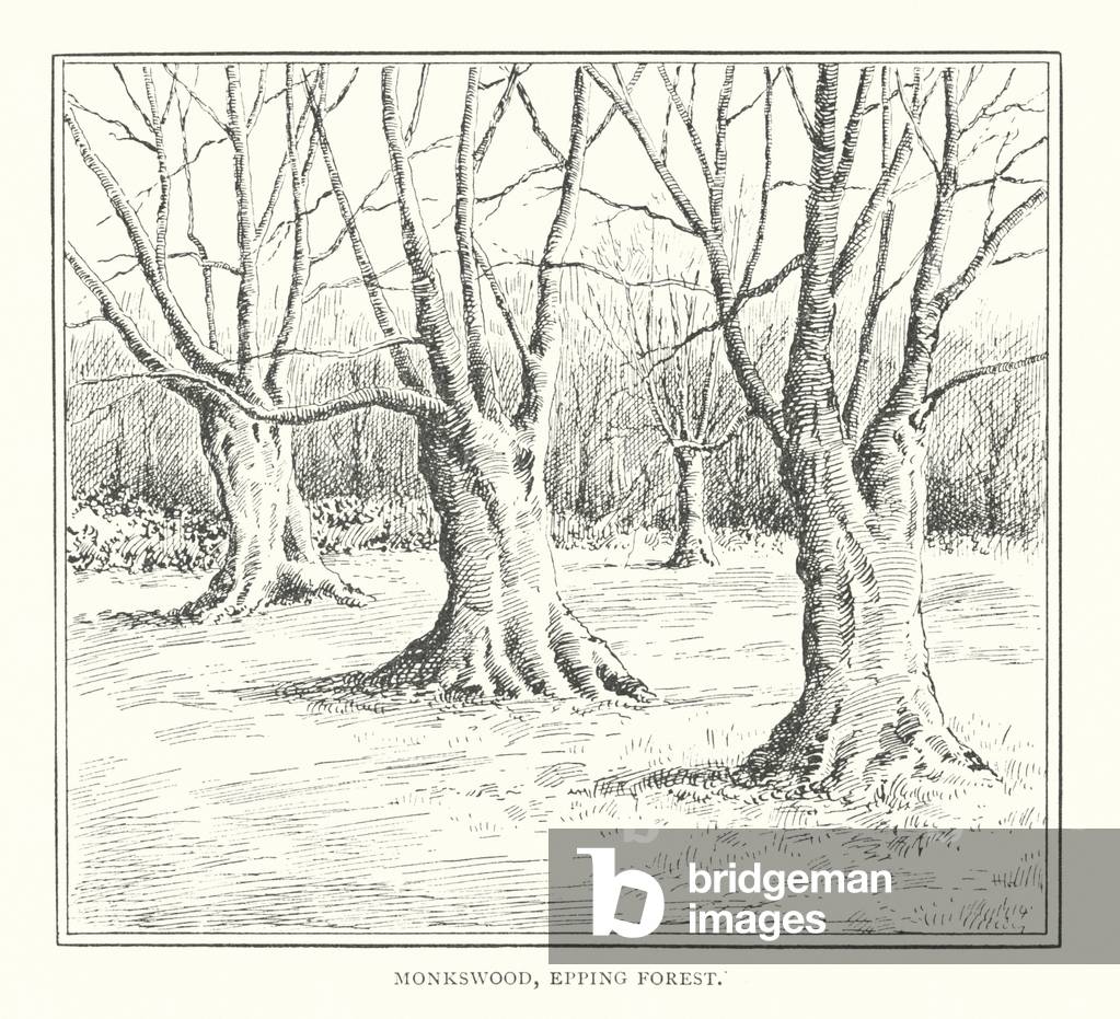 Image de Estampe représentant Monkswood 1901 par Duncan Moul