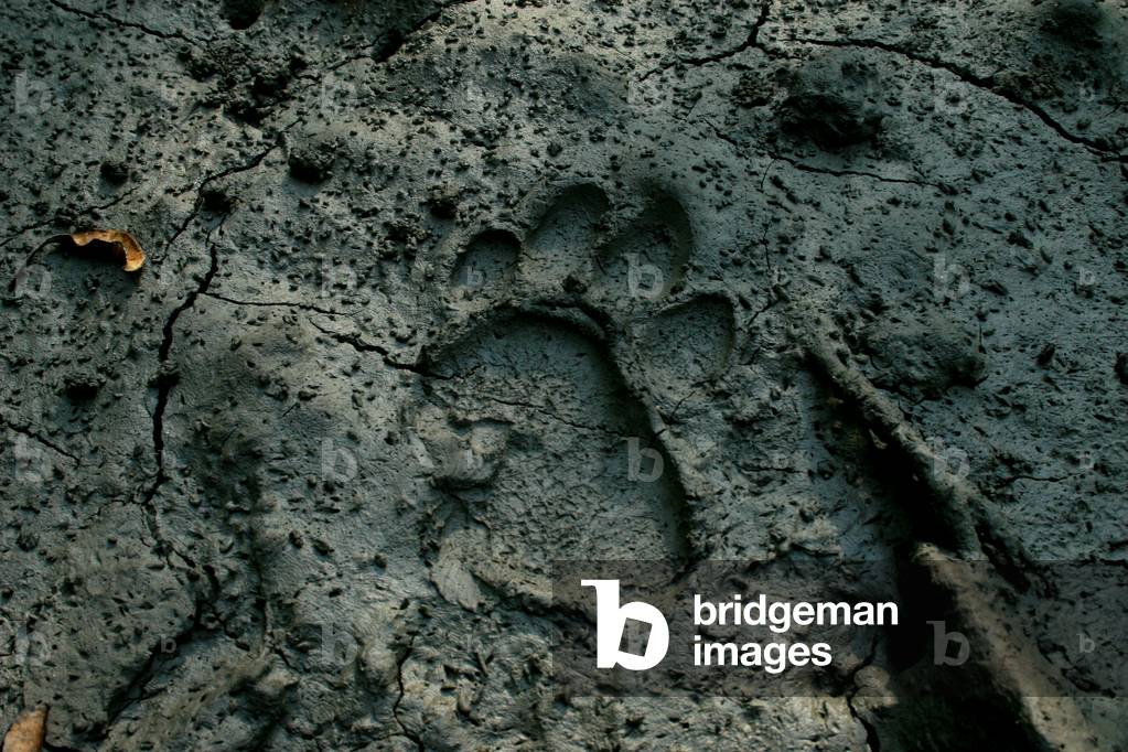 Un'impronta della Tigre Reale del Bengala nella zona occidentale di Sundarbans, la più grande foresta di mangr