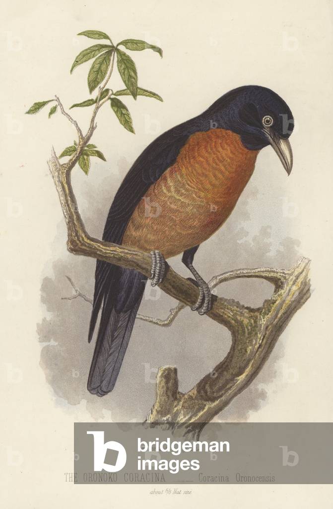 The Oronoko Coracina, Coracina Oronocensis (colour litho)
