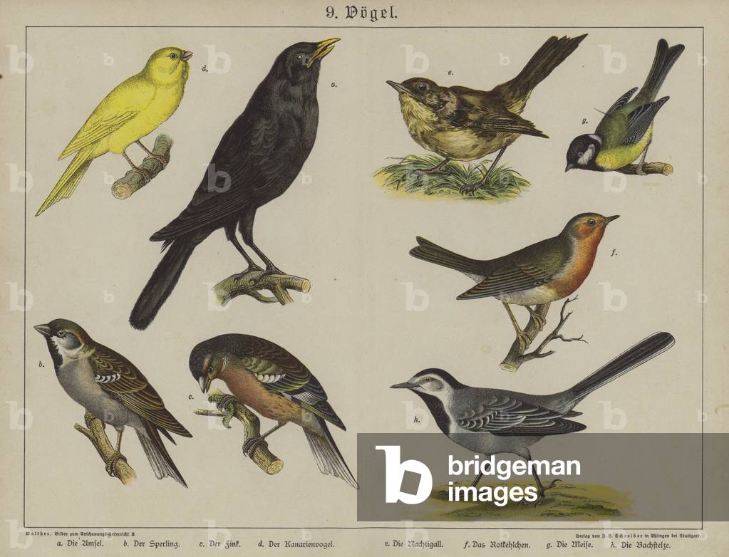 "Tiere (Farbe litho)" von German School