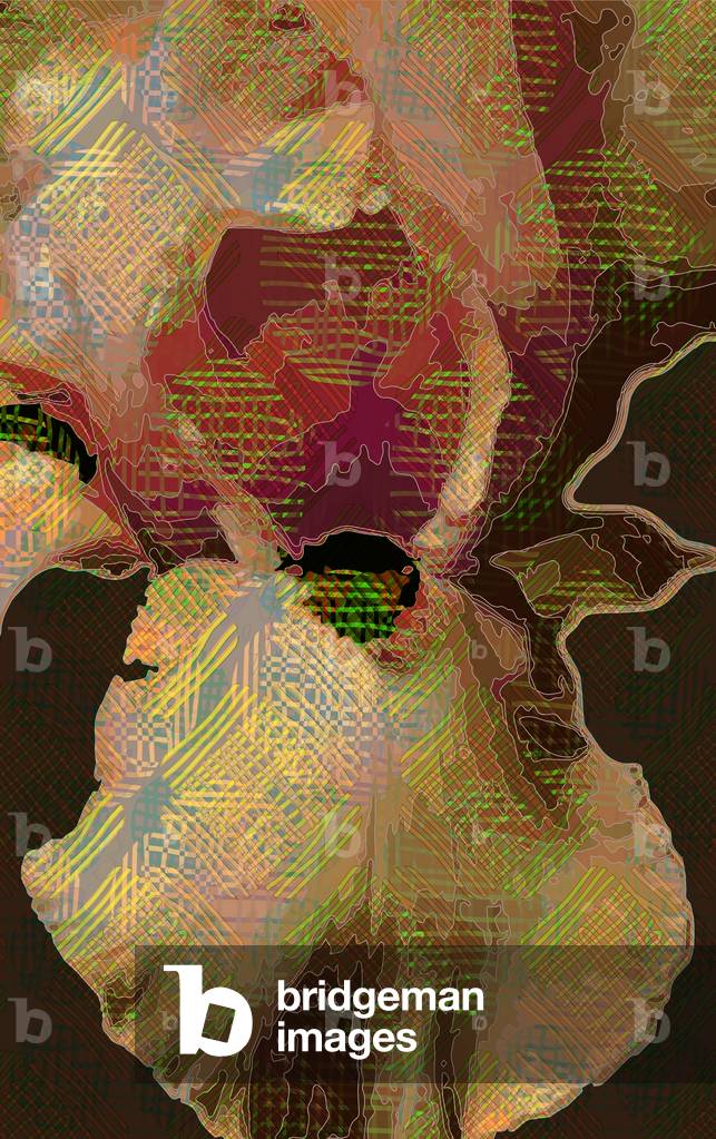 Bärtige Schwertlilie, 2015 (digital)