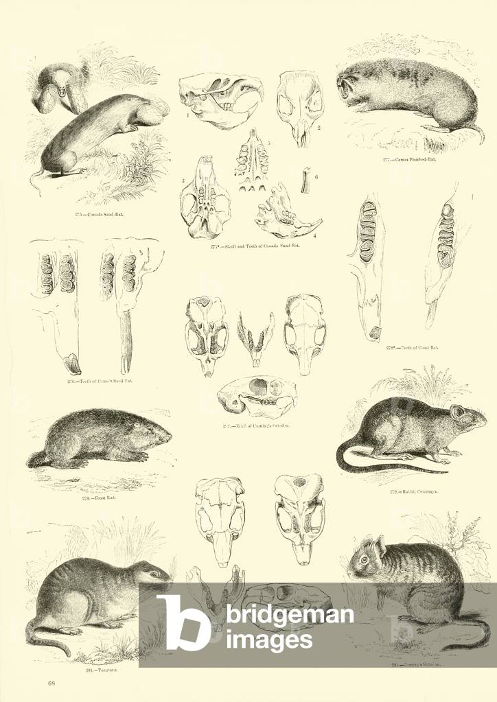 "Pagina dal Museo pittorico della Natura Animata (incisione)" di English School, b/w