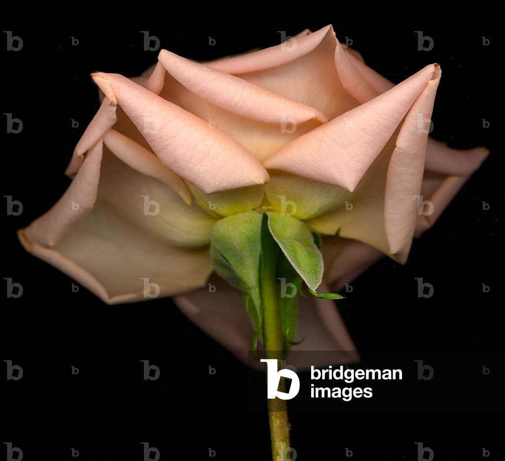 Miniatura Figurina rosa (foto)