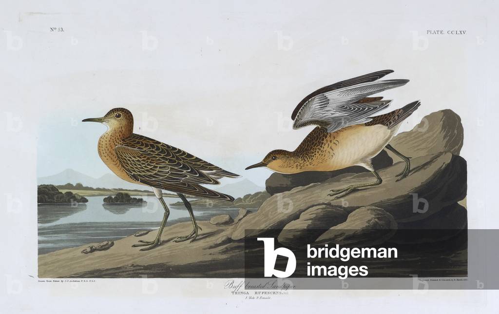 Due piccioni. Illustrazione a colori di Audubon; Sandpiper petto Buff.