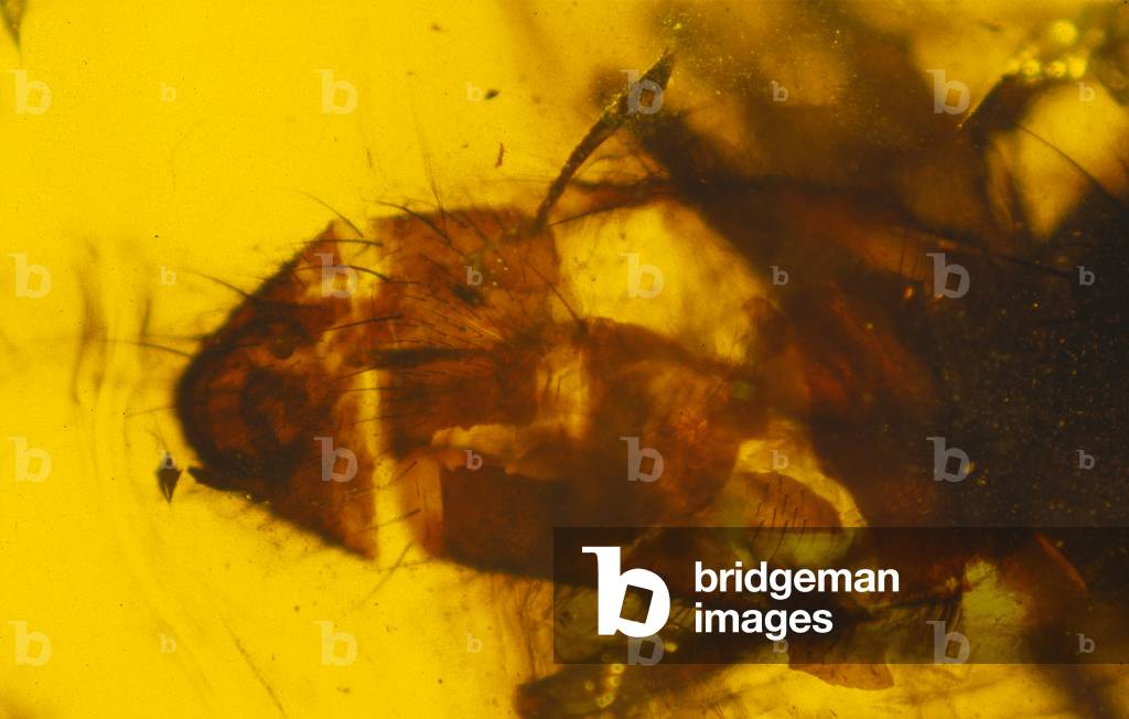Fannia scalaris 1993, b/w