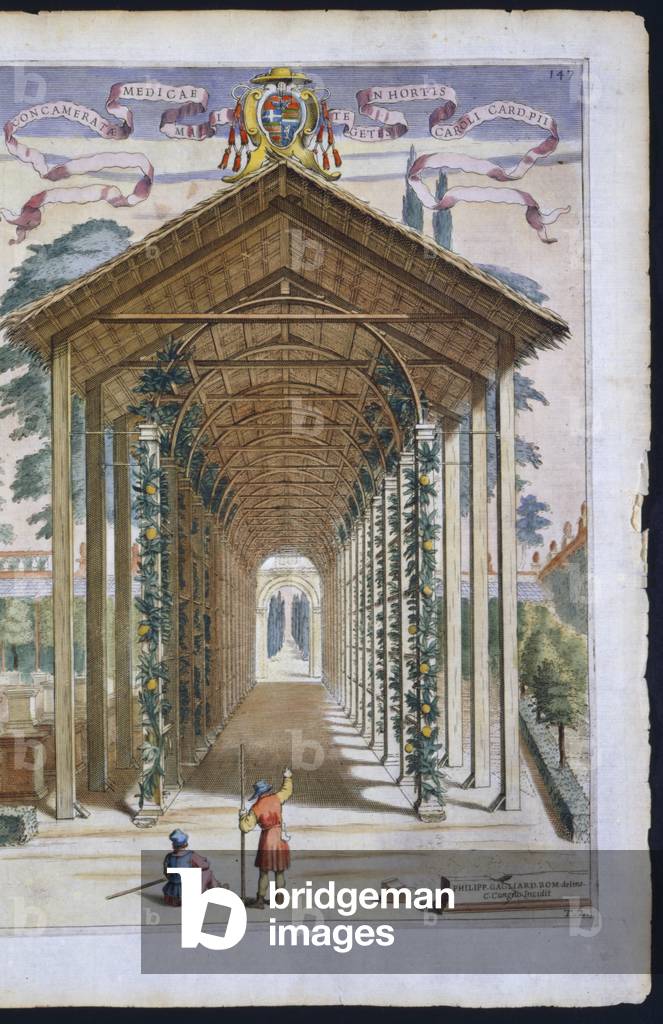 Immagine di Incisione "Giardino di agrumi ornamentale coperto" 1646 di Filippo Gagliardi