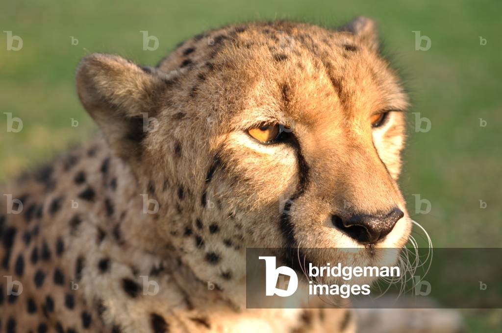 Gepard (Foto)