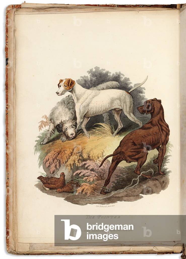Cynographia Britannica : Composé de gravures colorées de différentes races de chiens existant en Grande-Bretag