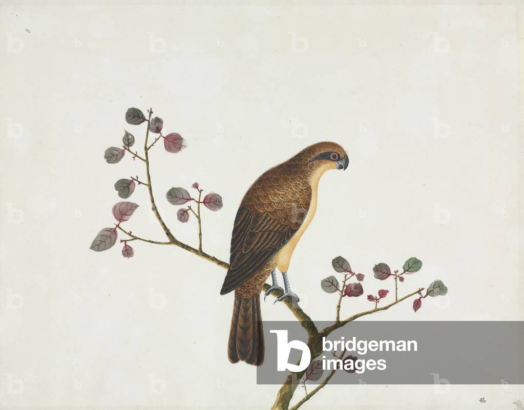 Bird illustration