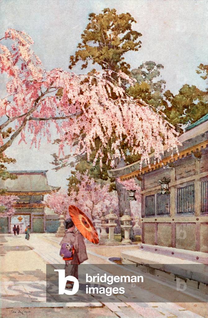 The Drooping Cherry (coloris litho) par Ella Du Cane