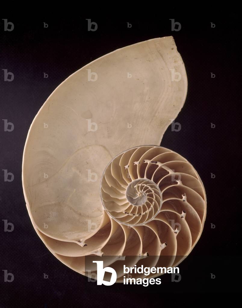 "Pompilius Nautilus"
