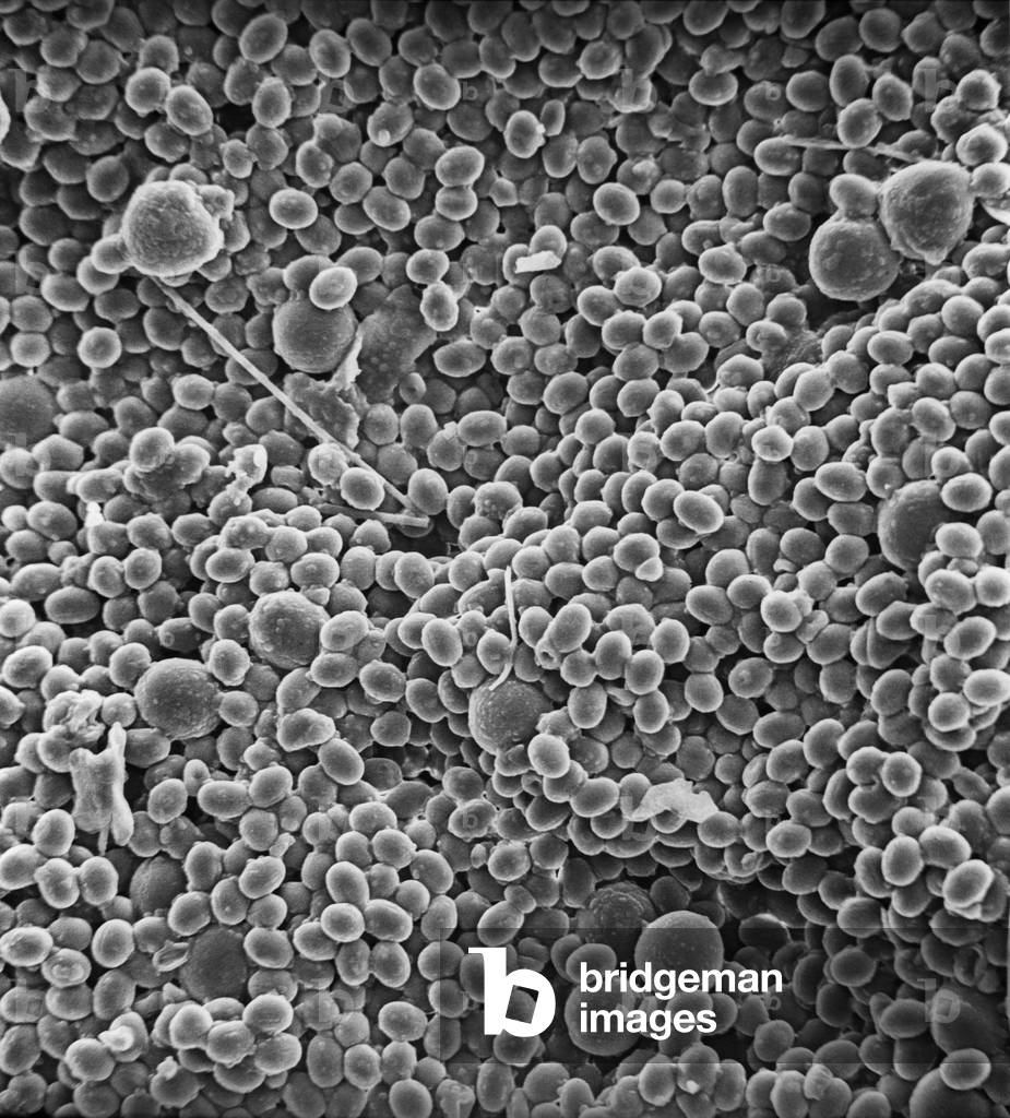 Bild von Sonstiges "Pollen auf Biene", b/w