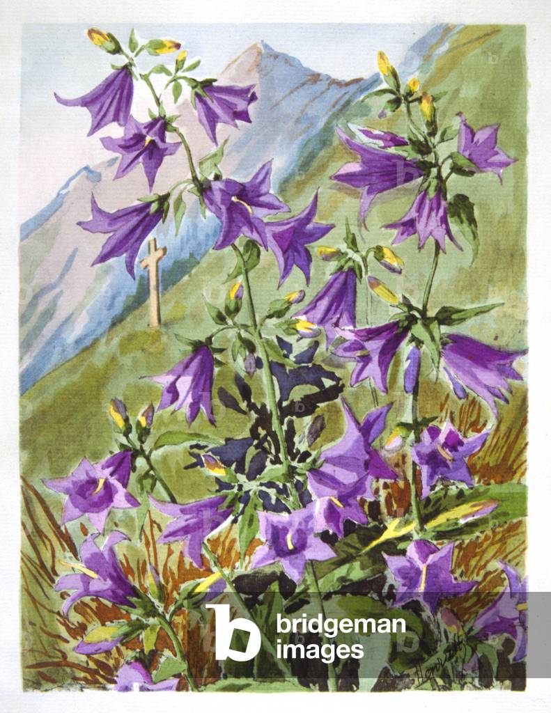 Französische Illustration der Schweizer Alpenblumen. 1928