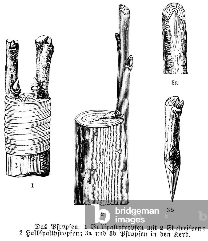 Image de Gravure représentant Grafting, b/w