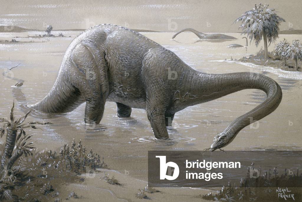 Diplodocus (colour litho) by Neave Parker