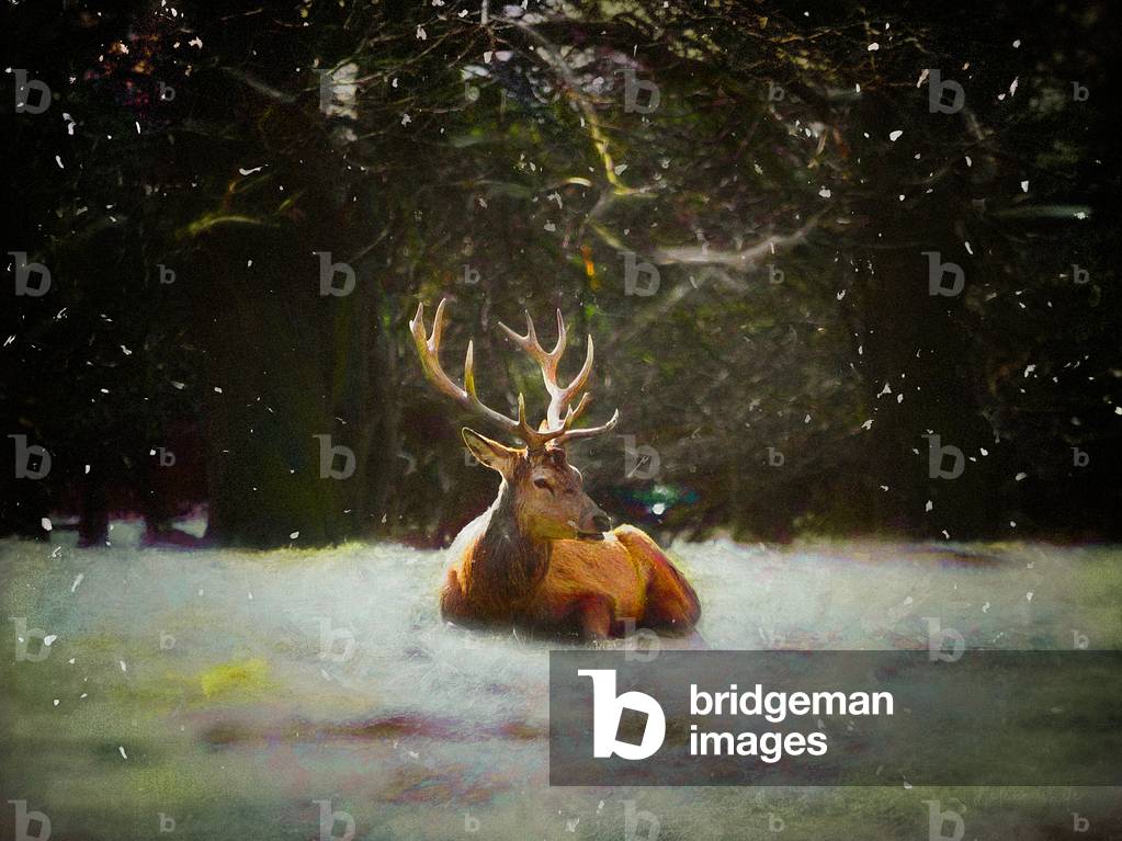

Christmas Stag, 2019, (digital composite)