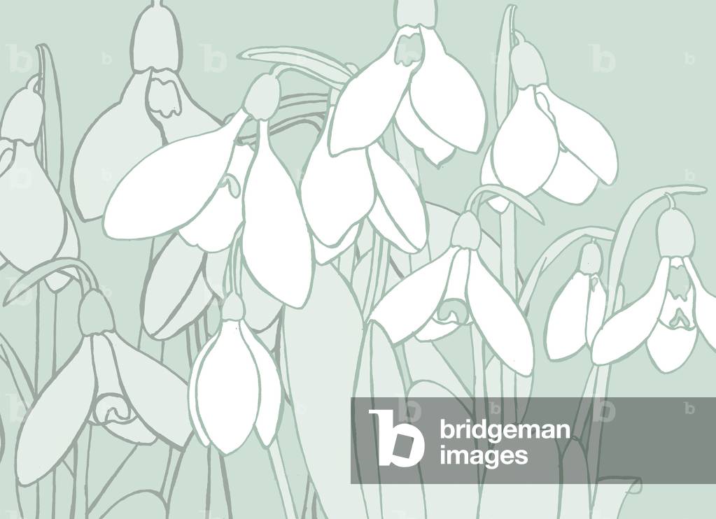 Bucaneve, 2017 (digitale)