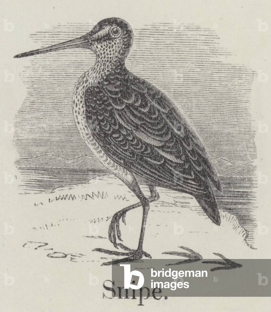 Snipe (Gravur)