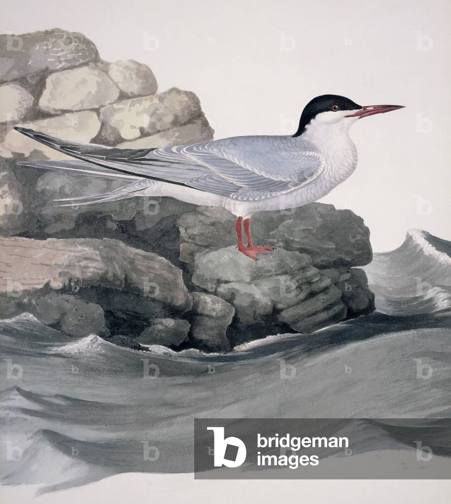 Sterna hirundo