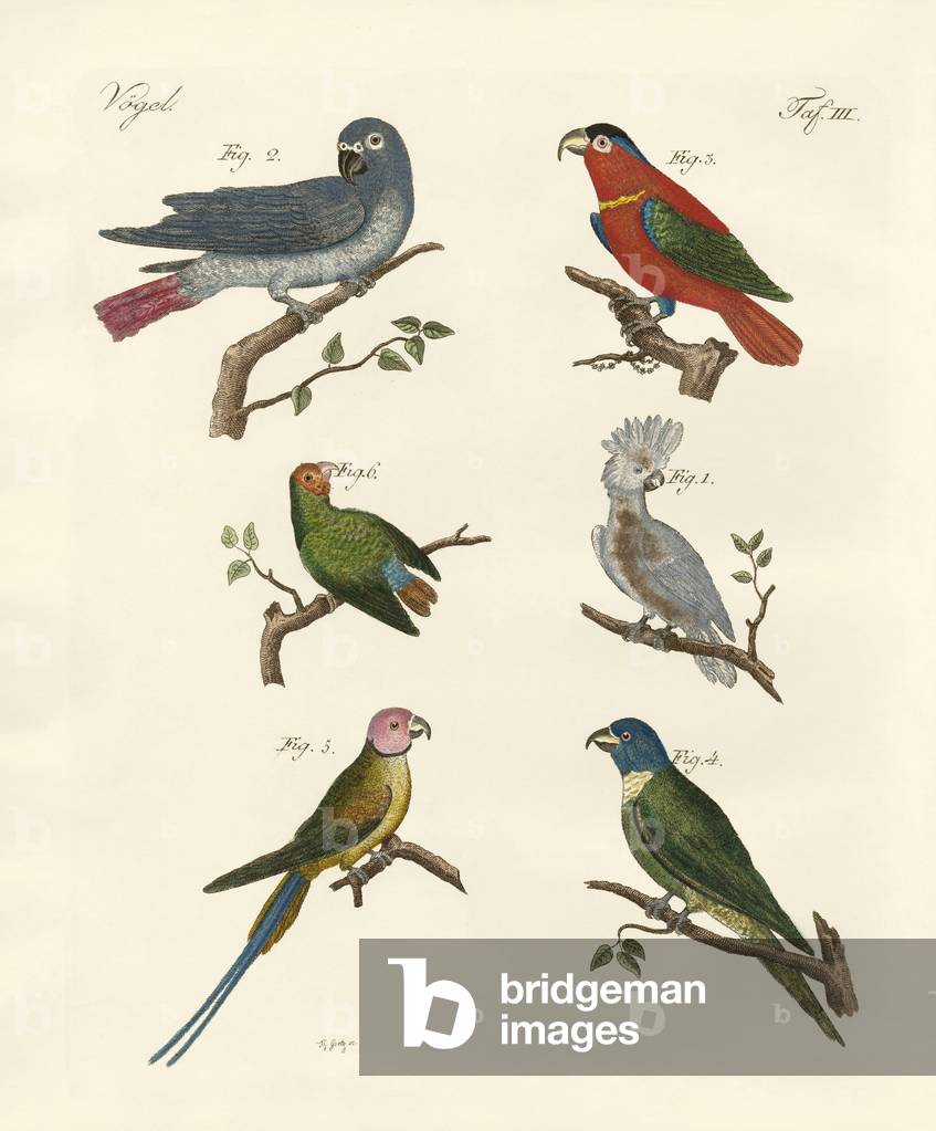 Immagine di Incisione "Pappagalli del vecchio mondo (incisione colorata)" di German School