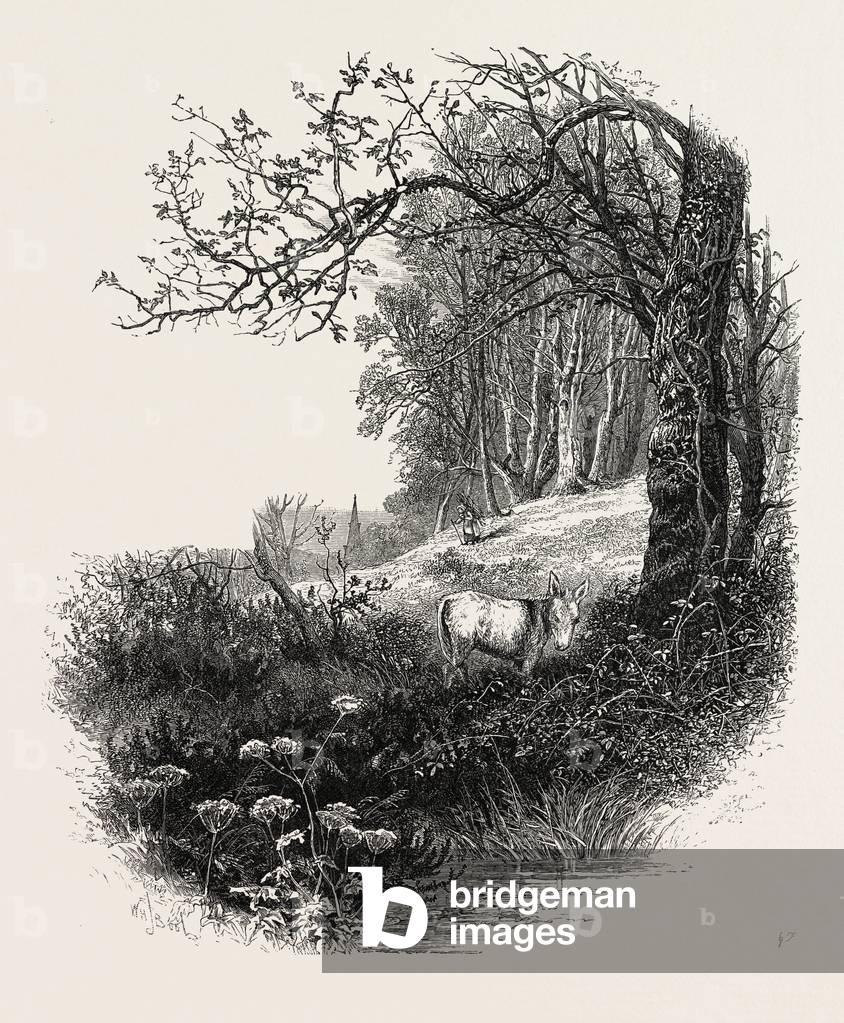 Image of Engraving depicting High Beech, b/w
