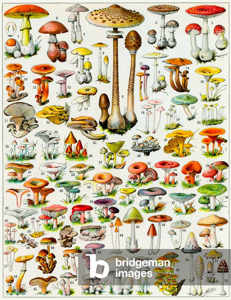 Illustration of Mushrooms  c.1923 (litho)