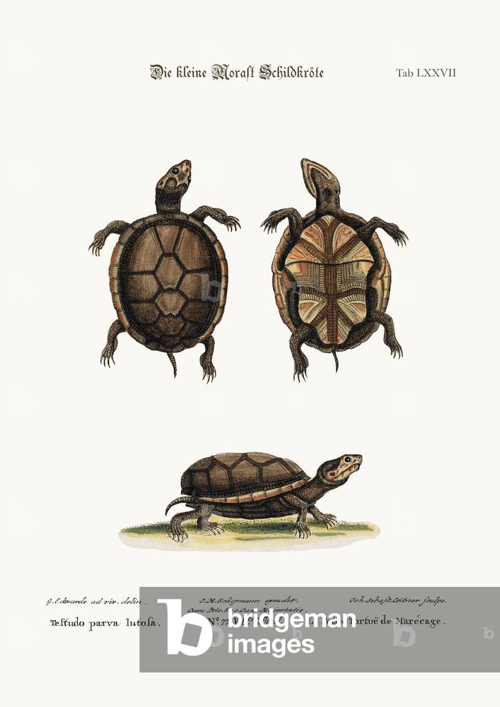 La petite tortue de boue, 1749-73 (gravure colorée)