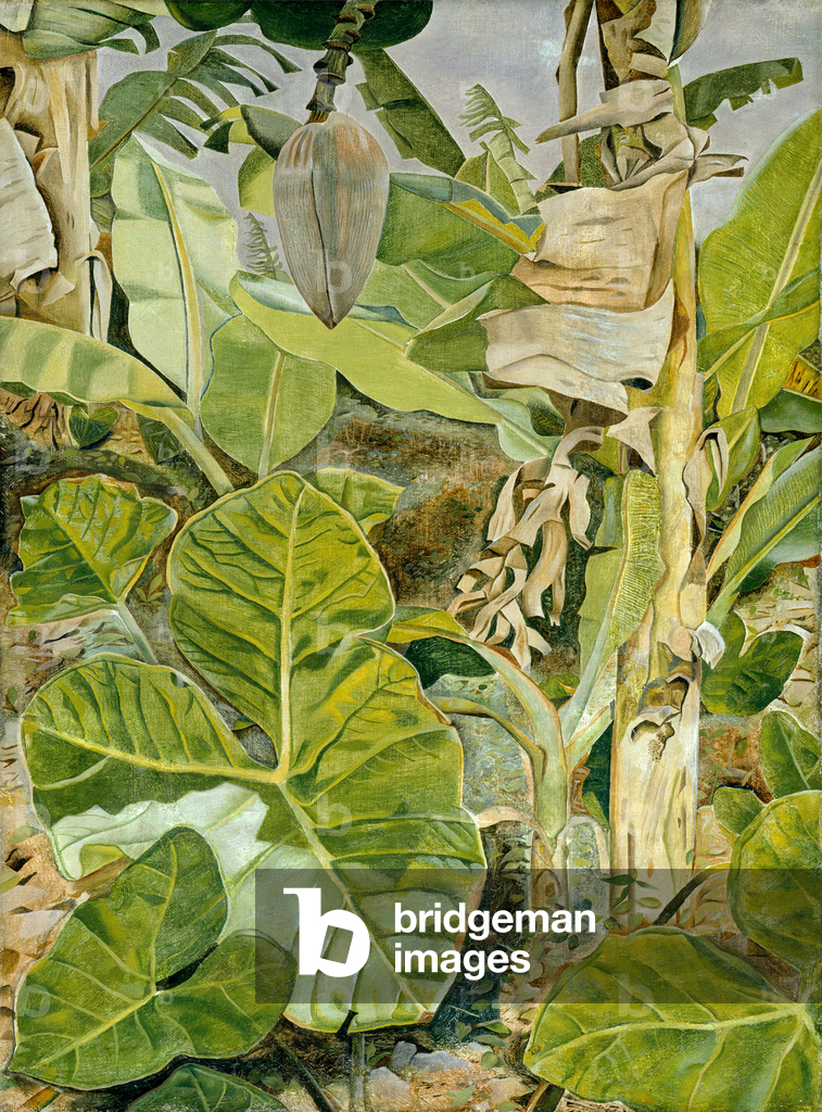 Image of Painting depicting Plants in Jamaica 1953 by Lucian Freud