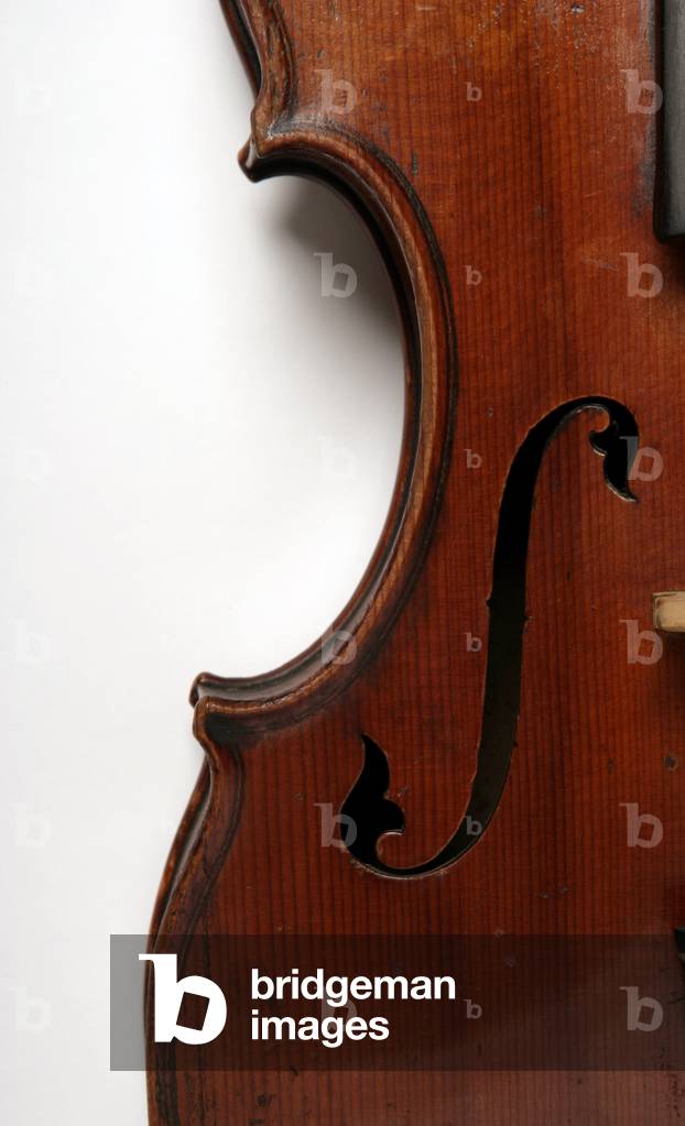 Viola