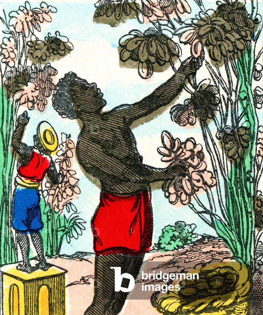 Raccolta del cacao in Messico, 1880 circa (stampa)
