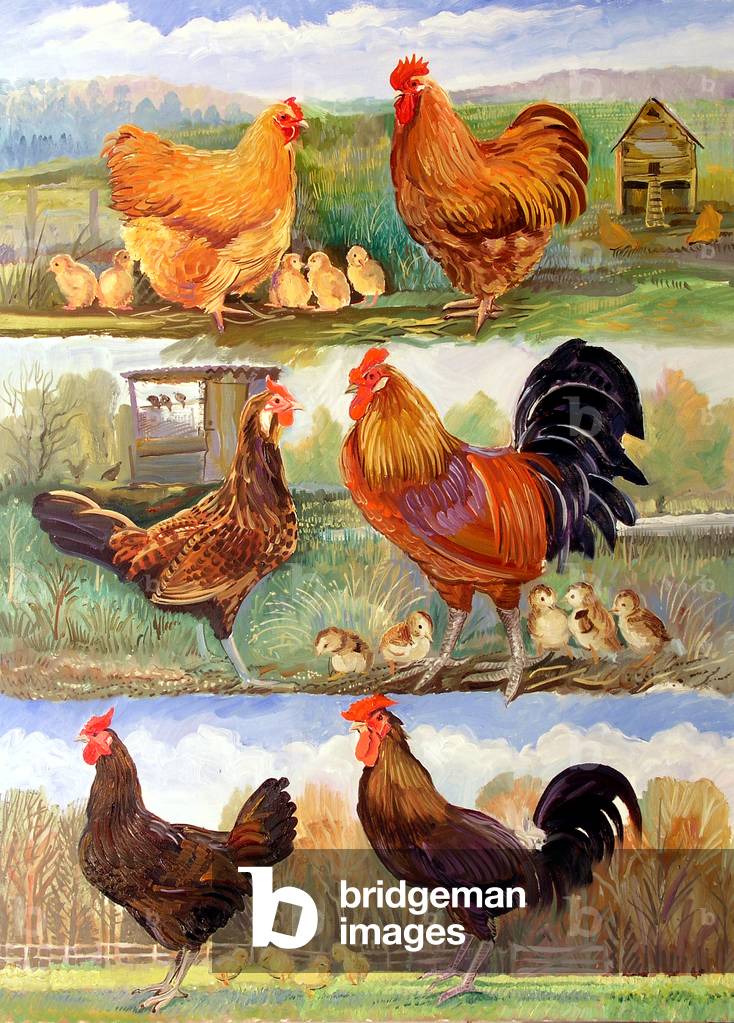 Geflügel, 2009 (Öl auf Leinwand)