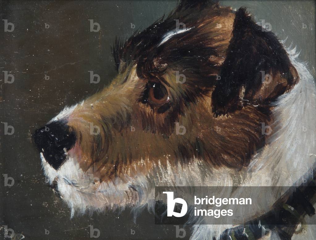 Testa di Terrier a pelo ruvido (olio su tela)