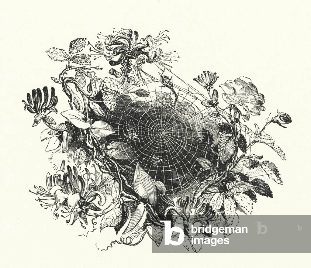 "Cobweb (incisione)" 1801 di English School