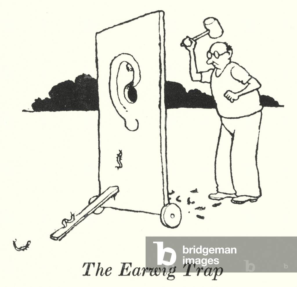 Immagine di Stampa "La trappola Earwig (lito)" di William Heath Robinson