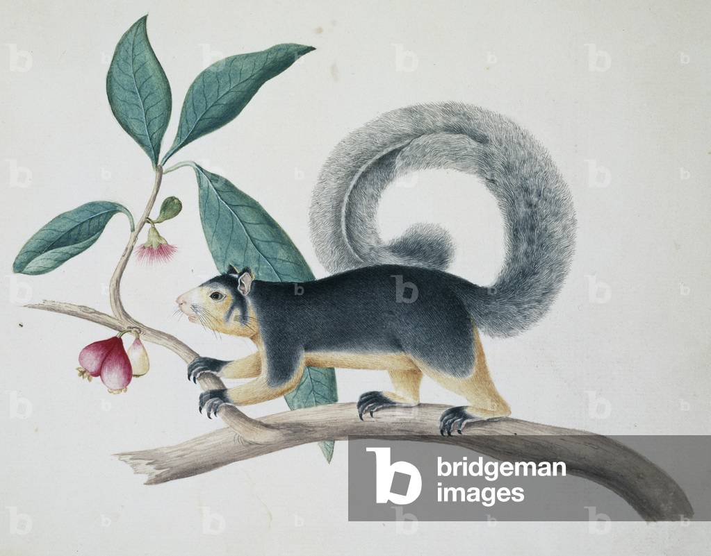 Image of Drawing depicting Sciurus macrourus 1767 by Sydney Parkinson