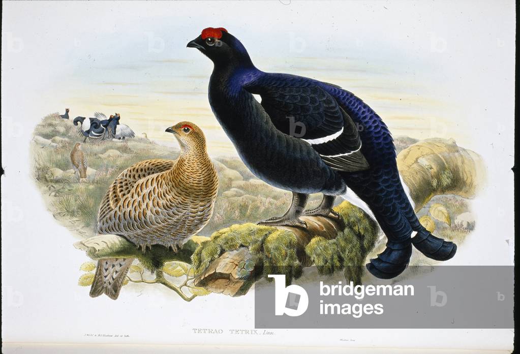 Immagine di Stampa "Cazzone nero (Tetrao Tetrix) (lito colorato a mano)" di John Gould