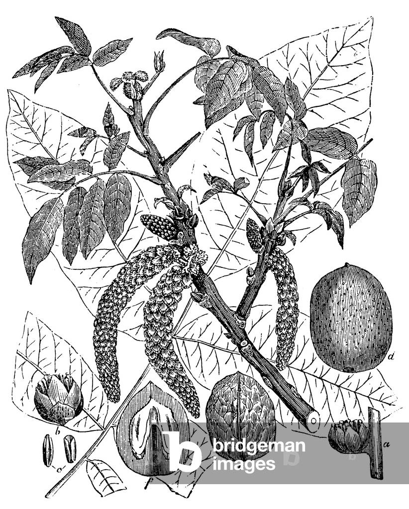 Walnut