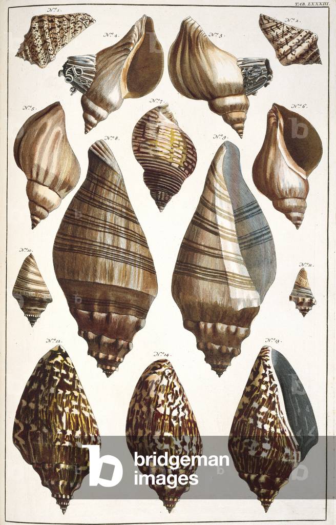 "Collezione di conchiglie"