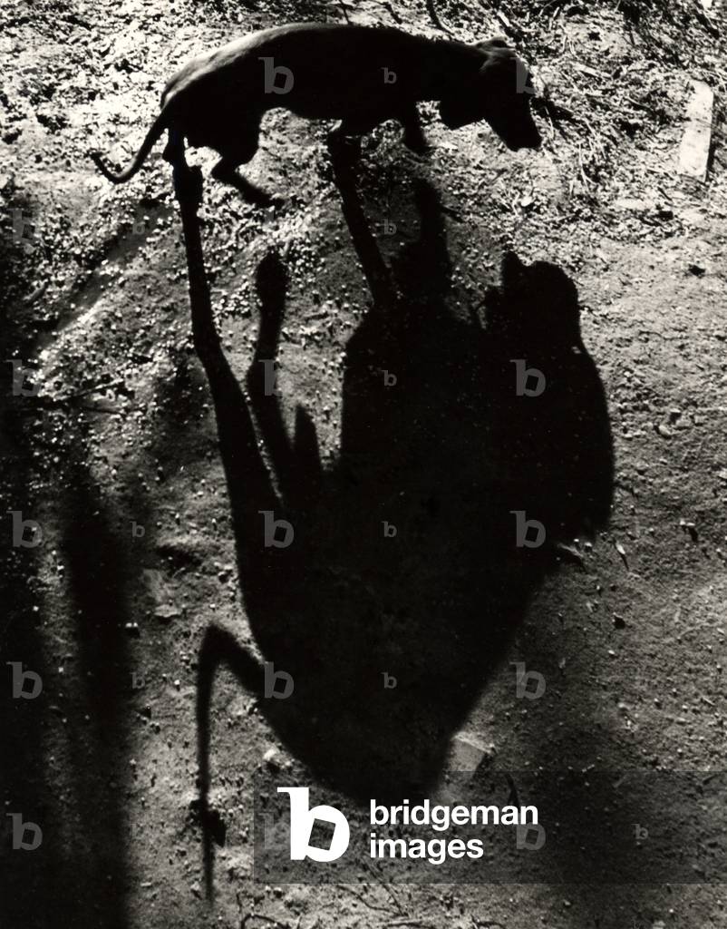 Bachshund e la sua ombra, 1960 (foto in b/n)