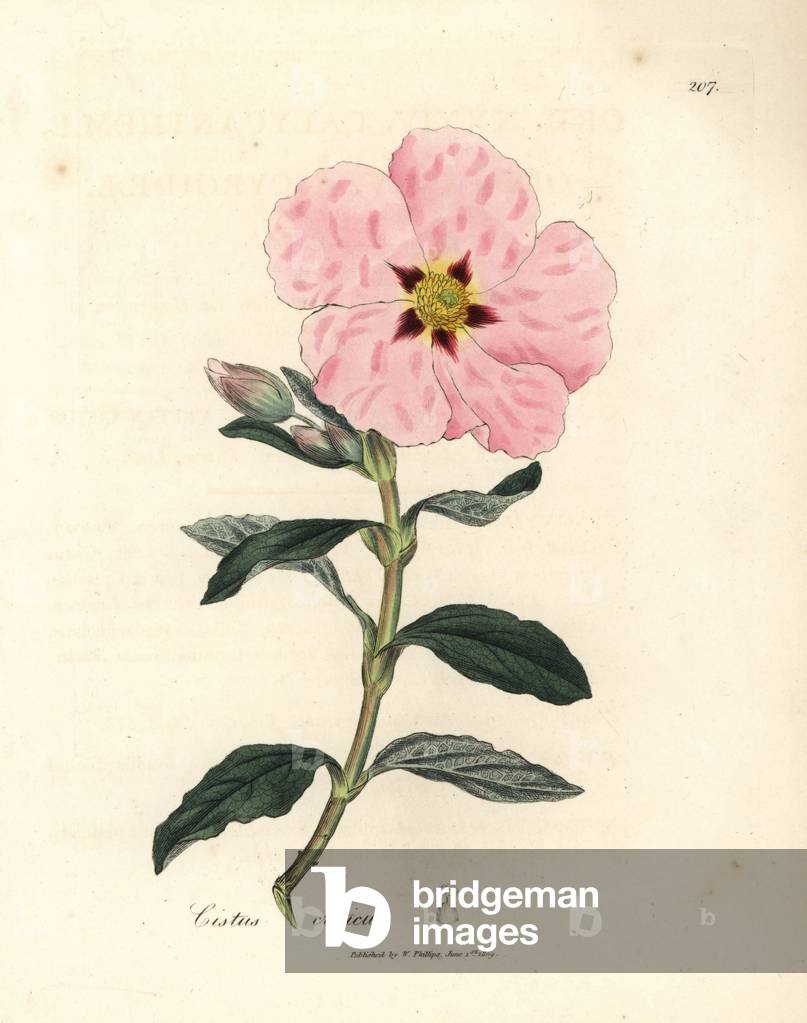 Rosa fiorito cisto cretese, Cistus creticus, da una illustrazione botanica di James Sowerby da William Woodvil